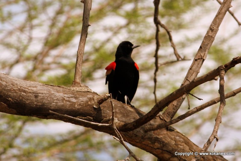 Red-winged Blackbird